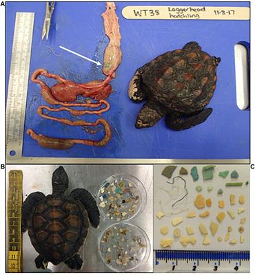 Plastic Pollution and Small Juvenile Marine Turtles: A Potential Evolutionary Trap